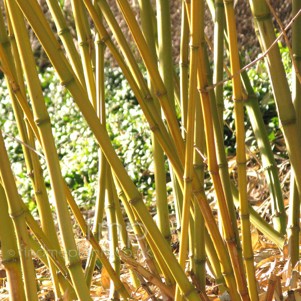 Big Photo of Phyllostachys Iridescens