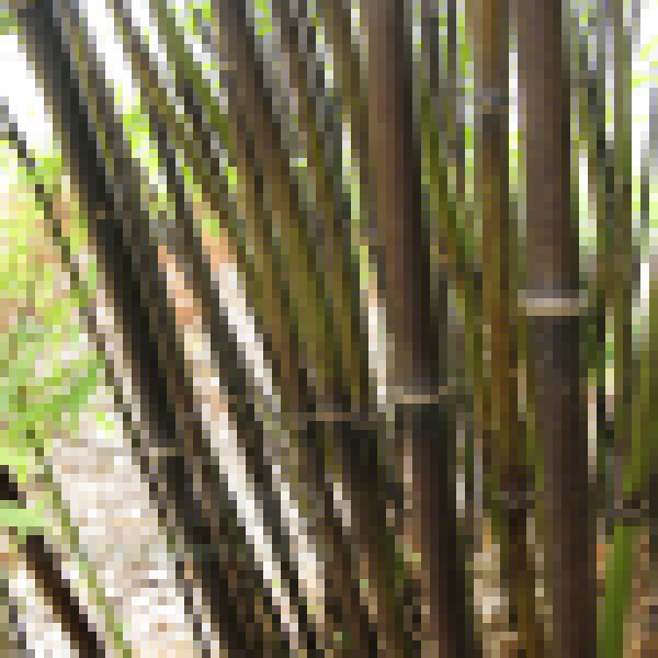 Big Photo of Phyllostachys Nigra