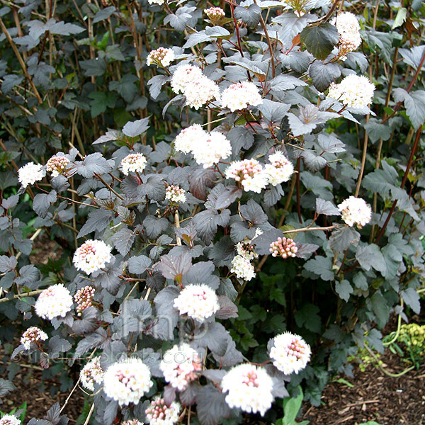 Big Photo of Physocarpus Opulifolius