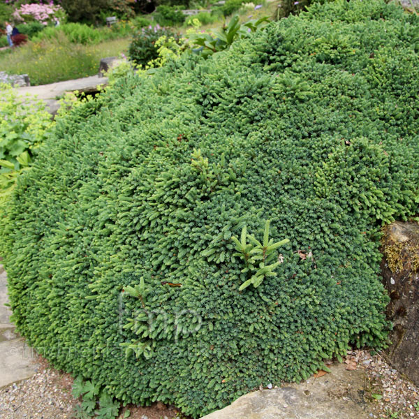 Big Photo of Picea Mariana