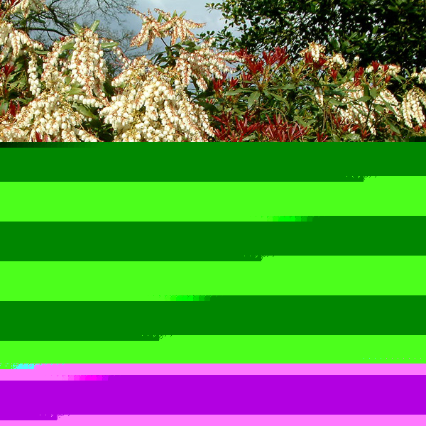 Big Photo of Pieris Formosa Forestii