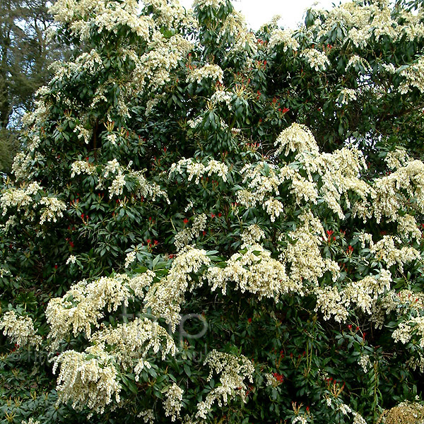 Big Photo of Pieris Japonica