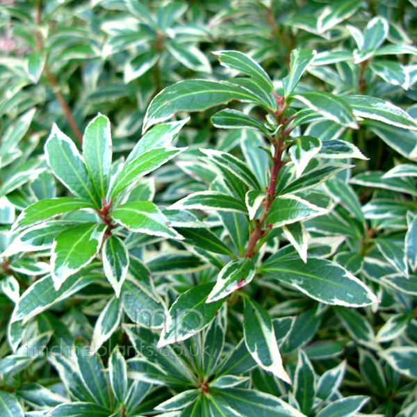 Big Photo of Pieris Japonica, Leaf Close-up