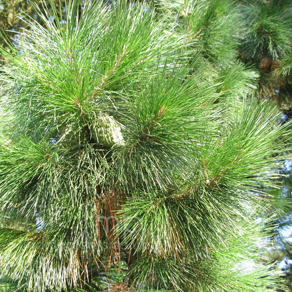 Big Photo of Pinus Radiata, Leaf Close-up