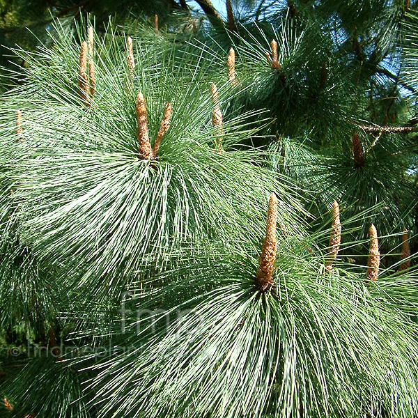 Big Photo of Pinus Rudis