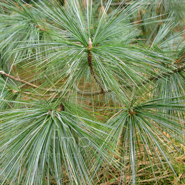 Big Photo of Pinus Wallichiana