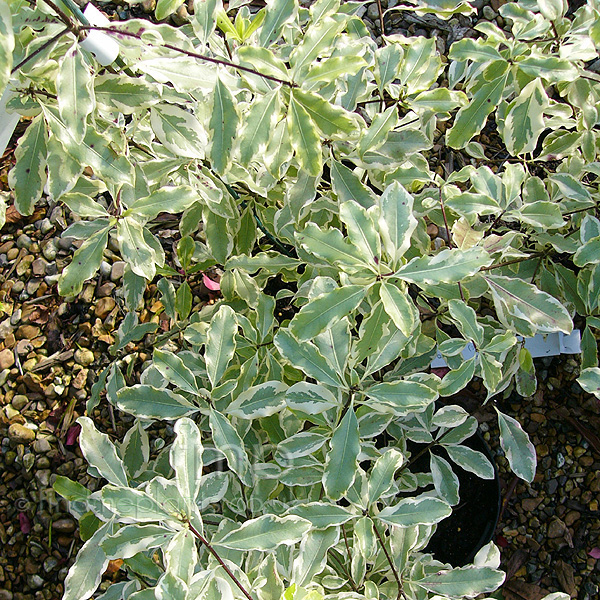 Big Photo of Pittosporum Eugenoides