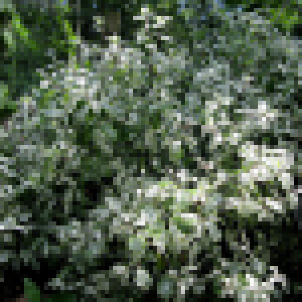 Big Photo of Pittosporum Tenuifolium