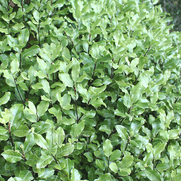 Big Photo of Pittosporum 