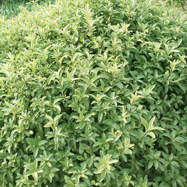 Big Photo of Pittosporum Tenuifolium