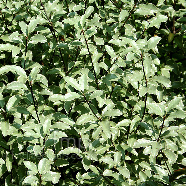 Big Photo of Pittosporum Tenuifolium