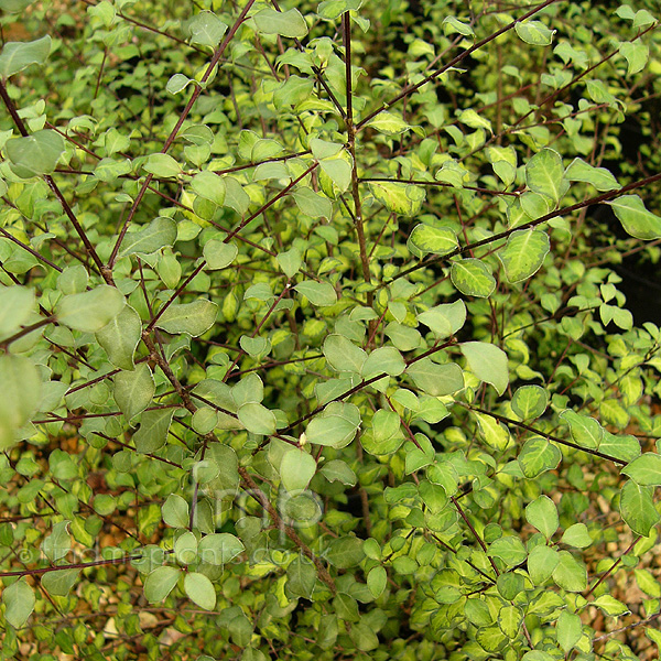 Big Photo of Pittosporum Tenufolium