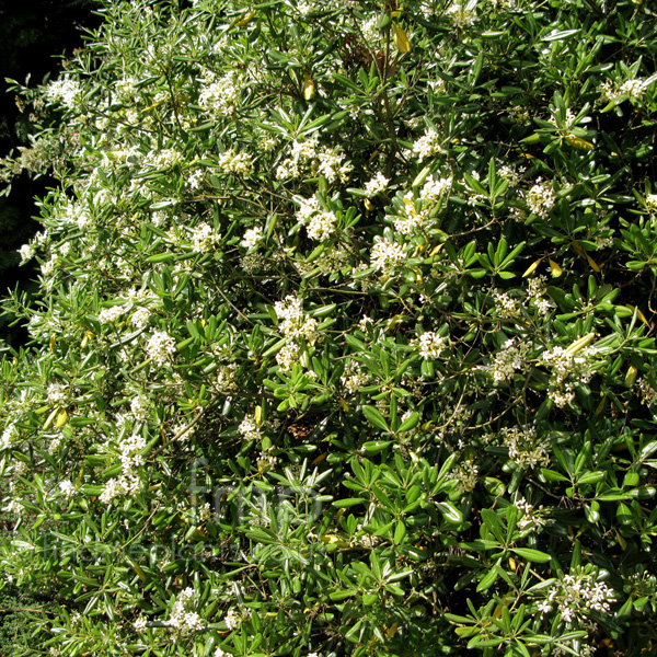 Big Photo of Pittosporum Tobira