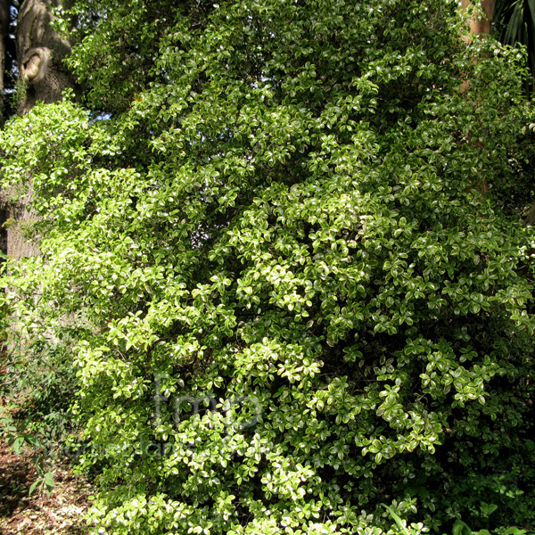 Big Photo of Pittosporum 