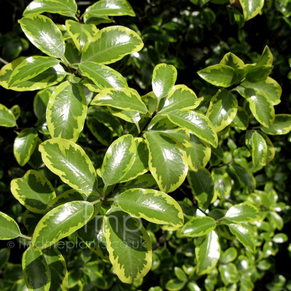 Pittosporum The First Leaf Manga A Big Photo of Pittosporum , Leaf Close-up from FindMePlants