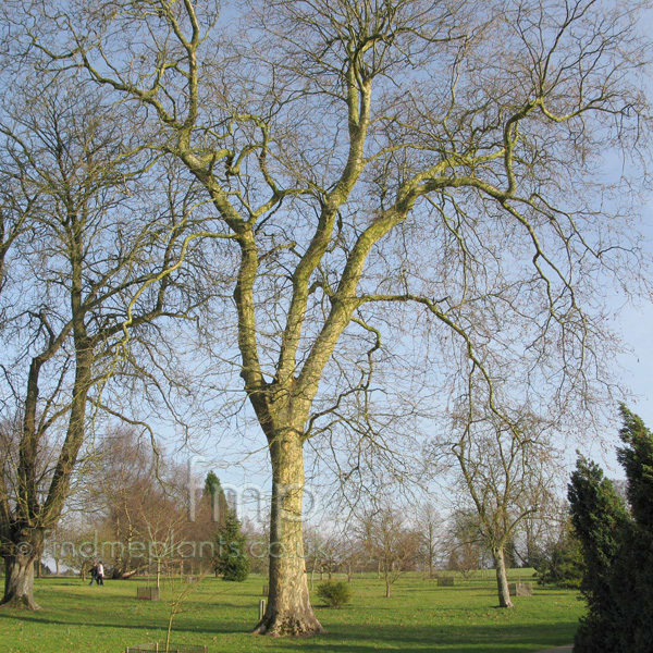 Big Photo of Platinus X Acerifolia