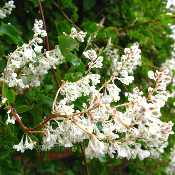 Big Photo of Fallopia Baldschuanica, Flower Close-up