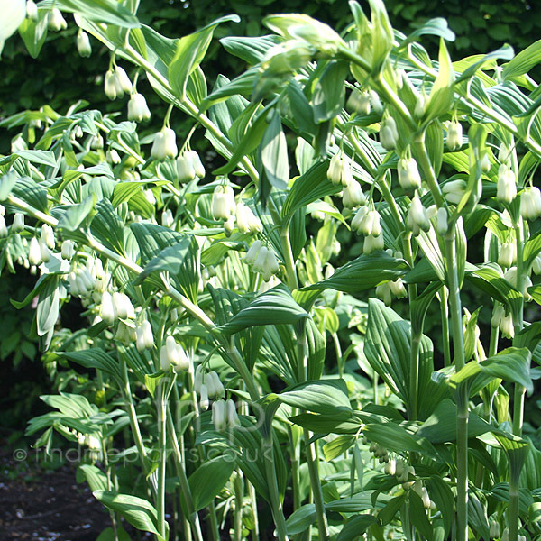 Big Photo of Polygonatum X Hybridum