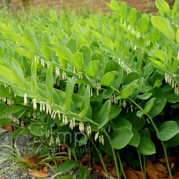 Big Photo of Polygonatum Mulitflorum, Flower Close-up