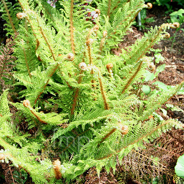 Big Photo of Polystichum Setiferum