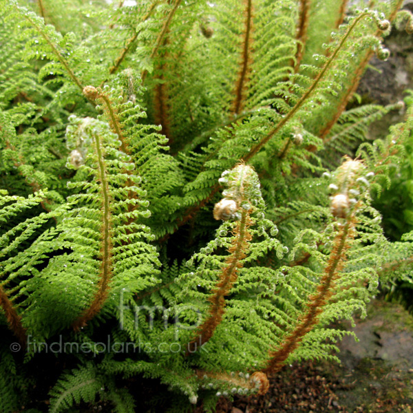 Big Photo of Polystichum Setferum, Leaf Close-up