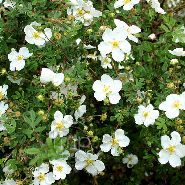 Big Photo of Potentilla Fruticosa