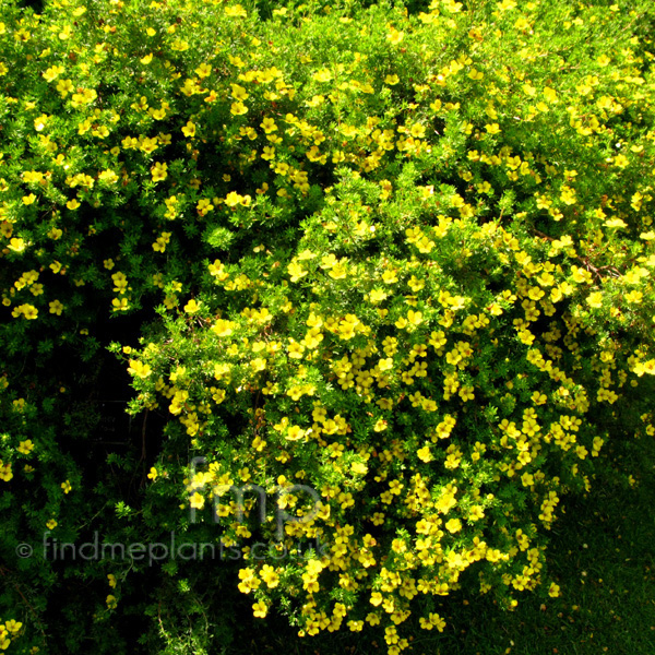 Big Photo of Potentilla Parvifolia