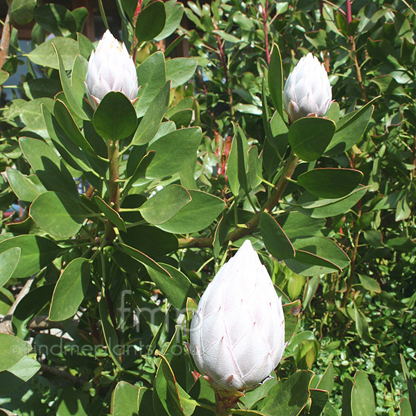 Big Photo of Protea Cynaroides