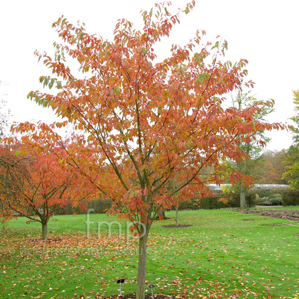 Big Photo of Prunus 