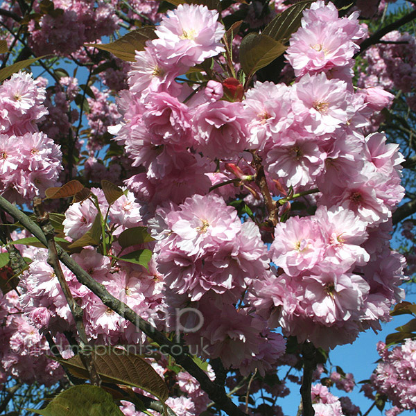 Big Photo of Prunus Serrulata