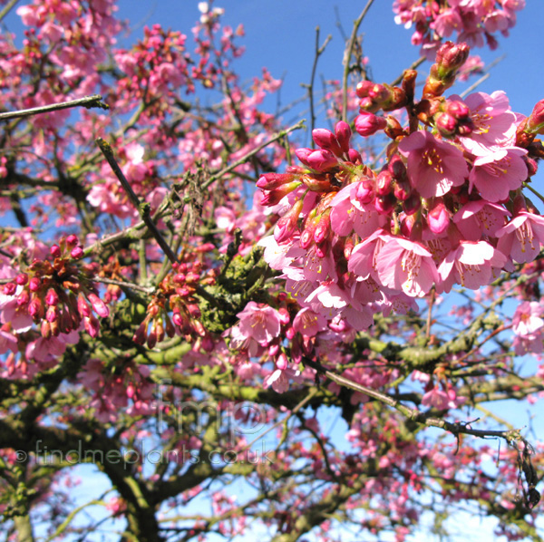 Big Photo of Prunus Kursar