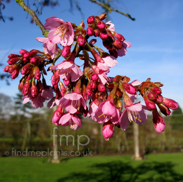 Big Photo of Prunus Kursar