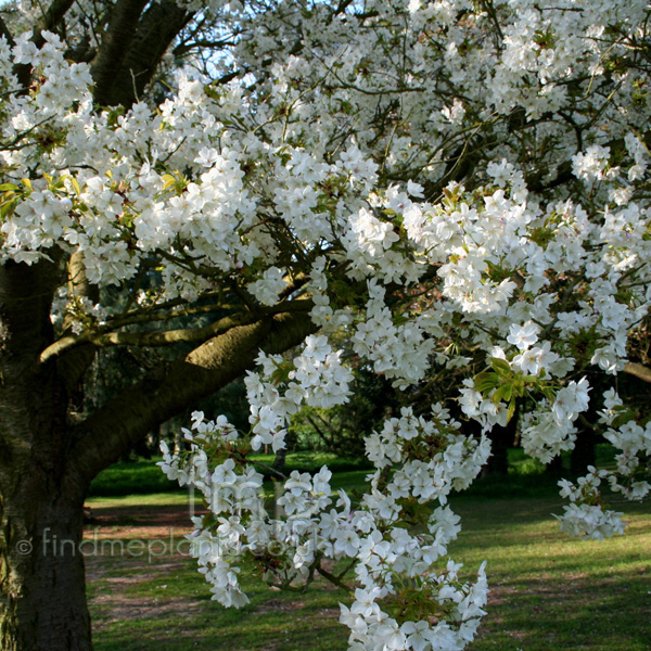 Big Photo of Prunus Kursar, Flower Close-up