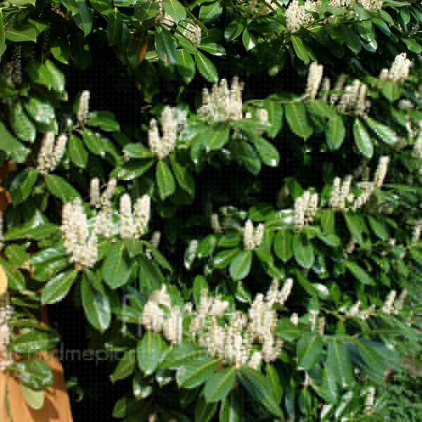 Big Photo of Prunus Laurocerasus, Flower Close-up