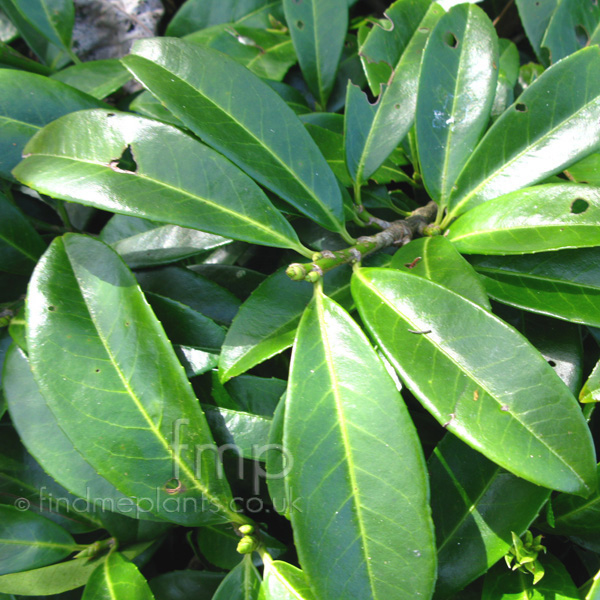 Big Photo of Prunus Laurocerasus, Leaf Close-up