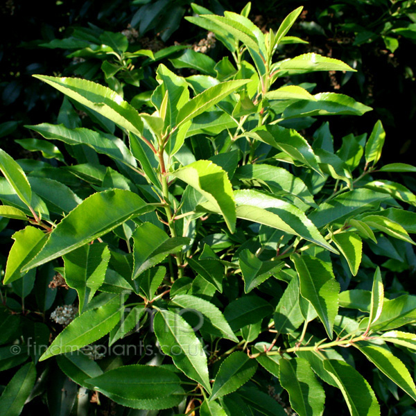 Big Photo of Prunus Lusitanica, Leaf Close-up