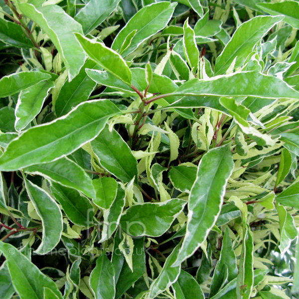 Big Photo of Prunus Lusitanica, Leaf Close-up