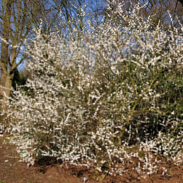 Big Photo of Prunus Mume