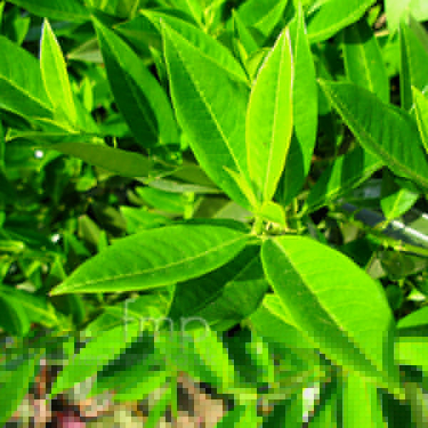 Big Photo of Prunus Laurocerasus, Leaf Close-up