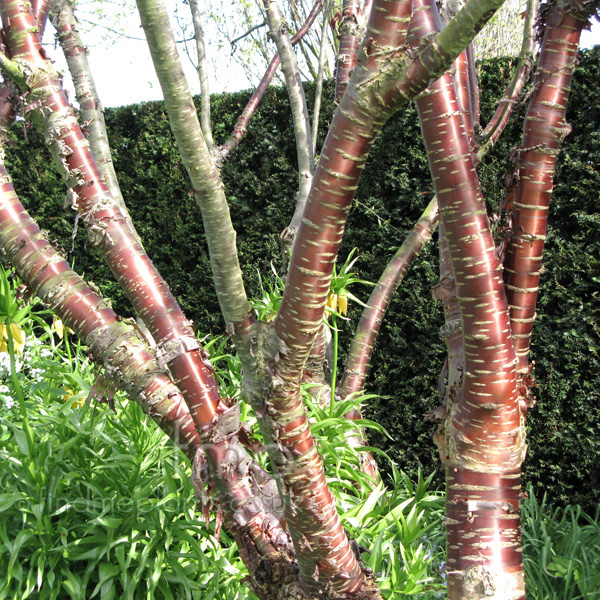 Big Photo of Prunus Serrula