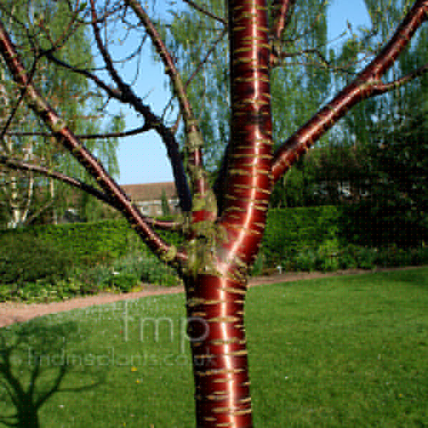 Big Photo of Prunus Serrula
