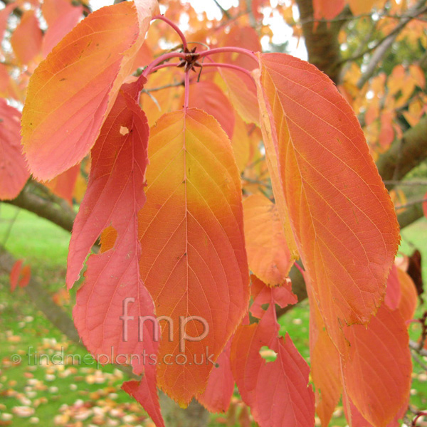 Big Photo of Prunus 
