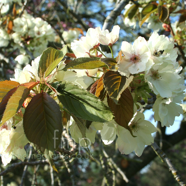 Big Photo of Prunus Ukon, Leaf Close-up