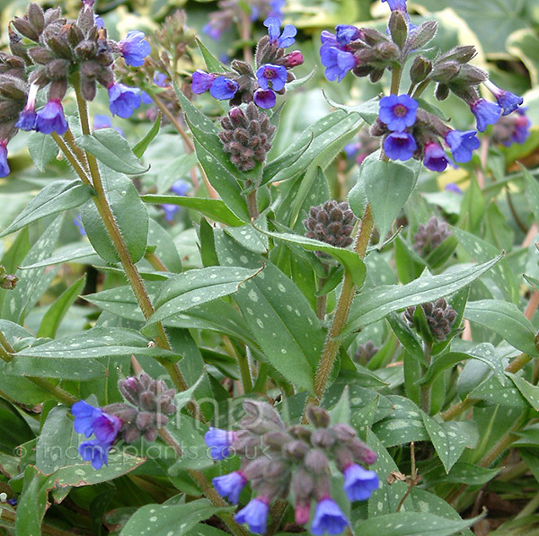 Big Photo of Pulmonaria Longifolia