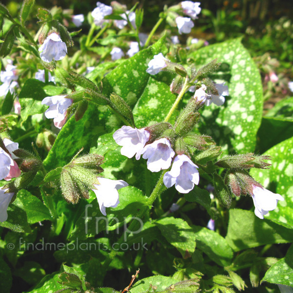 Big Photo of Pulmonaria Saccharata