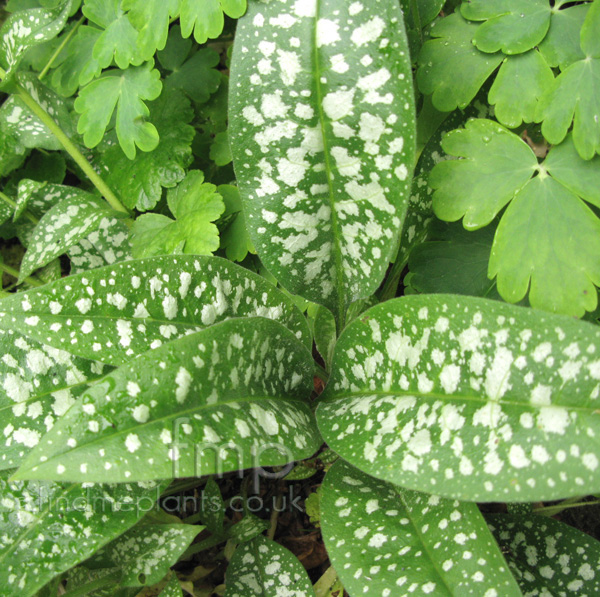 Big Photo of Pulmonaria 