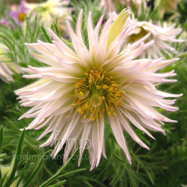 Big Photo of Pulsatilla Vulgaris