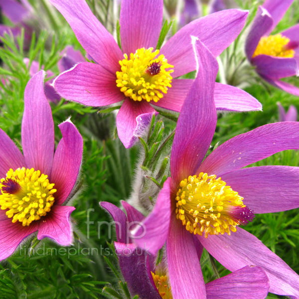 Big Photo of Pulsatilla Zimmermannii