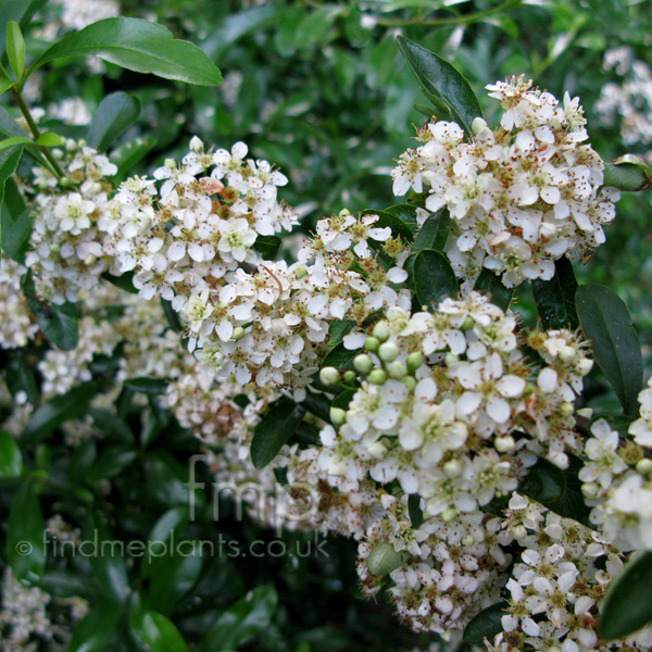 Big Photo of Pyracantha Rogersiana, Flower Close-up