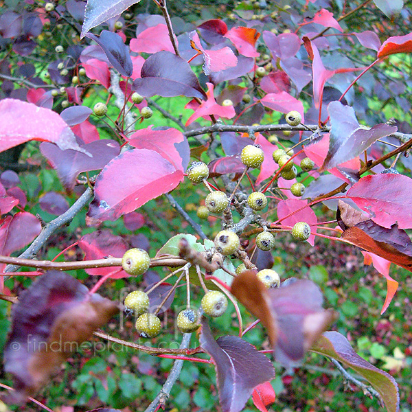 Big Photo of Pyrus Calleyana